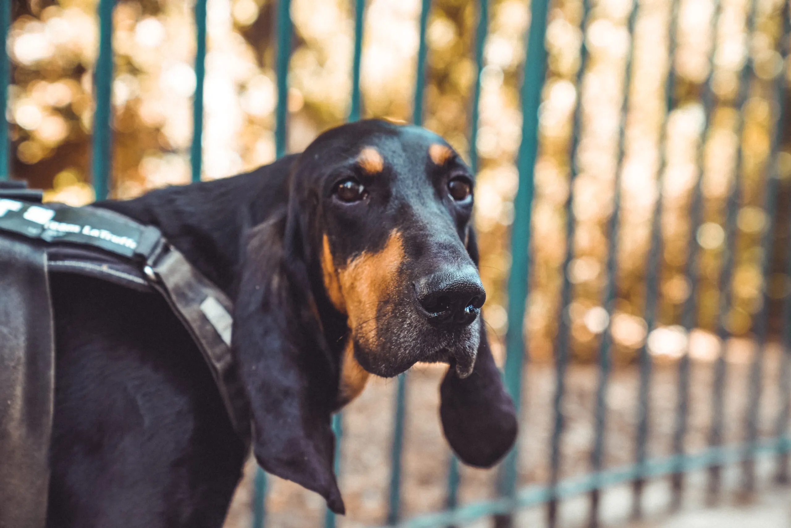 Dog with long ears looking through a fence